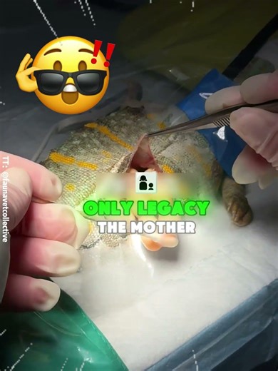 The chameleon didn't make it, but...🤔#shorts