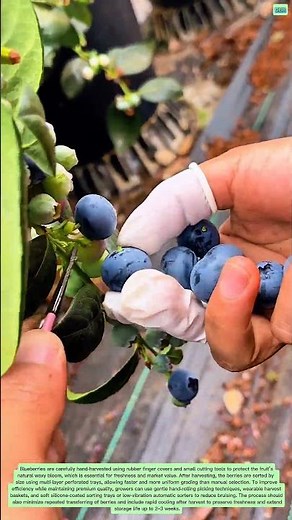 Professional Blueberry Harvesting & Sorting Process