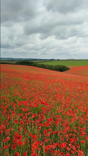 Wiltshire Poppy Fields in full bloom