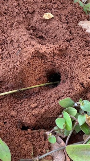 Male cricket insect VS Venomous ants | NaturalLife IQ