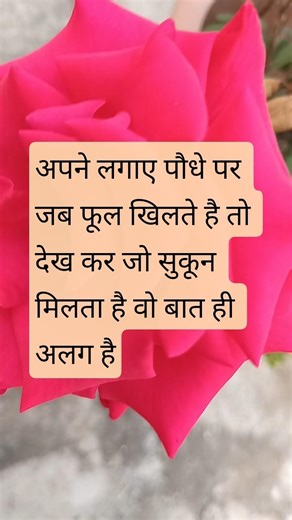 youtube #gardendesign #naturevideos #love #gardendecorating #youtubeshorts #flowers