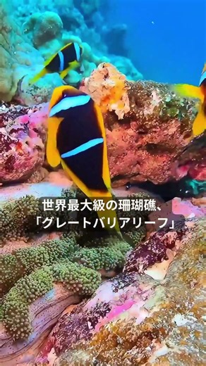 【水列車で世界一周】第17便｜グレートバリアリーフ｜ウミガメは産卵中に泣く！？