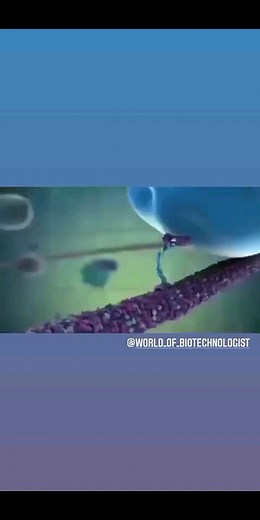 World of Biotechnologist on Instagram: "Kinesin protein walking on microtubule. This animation visually depicts a functioning biological molecular motor. Shown is how a molecular motor transports cargo away from the nucleus along a microtubule. In this particular animation, a cytoskeletal motor is represented. Hit like ❤ tag your friends.👥 ©By: MG Lomb on YouTube 🇫 🇴 🇱 🇱 🇴 🇼.👇 @world_of_biotechnologist 🅱️ @world_of_biotechnologist ℹ️ @world_of_biotechnologist 🅾️ ➖➖➖➖➖➖➖➖➖➖➖➖➖ tag us👉 