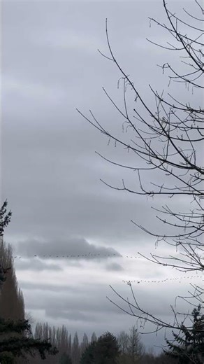 Interesting phase of getting organized #geese