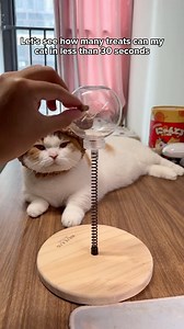 Testing my cat’s IQ…. Comment “Toy” and I’ll DM the 🔗 to you instantly! Or simply search Treat Dispensing Toy on our site! ✨ | Cuddles & Meow