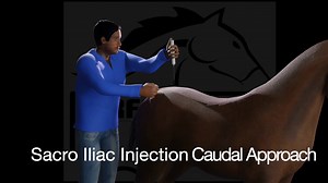 🎥 Does Your Horse... - Performance Equine Veterinary Services