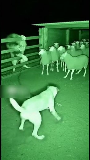 Tethered Guard Dog Desperately Fights to Hold the Line