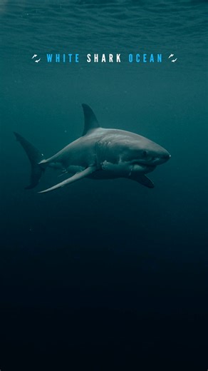 Great White Shark Sighted in New Zealand Waters