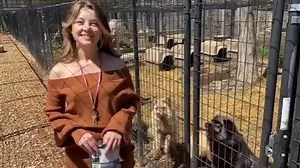 👋🏼 Hey new followers, here's a glimpse of what we're all about at Arctic Fox Daily - let me introduce you to our resident foxes, plus, check out a few sweet, wild-born fox kits! And to our seasoned followers - I've moved around some of our permanent residents. We have a couple new pairings, and a few different "neighboring" enclosures! 🦊 If you love what I do here and would like to support my wildlife rescue efforts, you can help in several different ways. One way is to consider "subscribing"