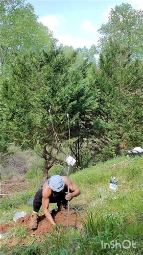 Watch how I plant an apple tree in the garden...and meditate #nature #satisfying #grounding