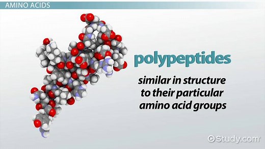 Polypeptide Structure, Formation & Examples