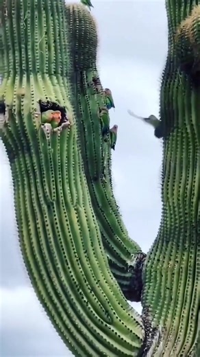 Love Birds Nesting: A Heartwarming Wildlife Moment