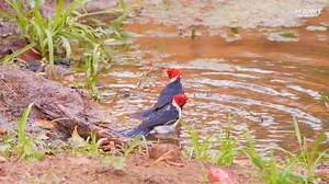 1.2K views · 131 reactions | #Red Crested Cardinal #birds #bathing #birds #cardinal #redcrested #wildlife #nature #cute HA61098 | HAWI Studios | Facebook