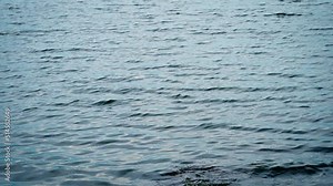 Gentle ripples on a lake water surface during a light breeze. Surface of real water on a lake. Water backgound.