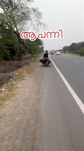 ആ പന്നി 😂| That pig | funny video | shows | trip | Tamil Nadu | vlog | #shorts #youtube #pig #vlog