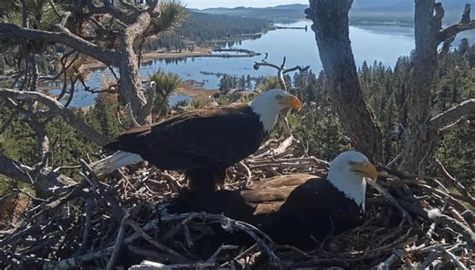Why millions are watching Jackie and Shadow, Big Bear’s bald eagles