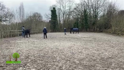Empowering Students Through Equine Therapy