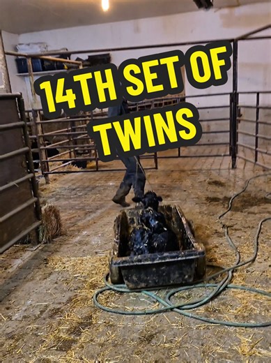 Understanding Twin Births in Cows: Facts and Insights