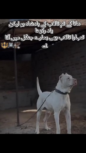 #Pakistani#Bully#DoG#ShoQ#Bullydoglover♥️#Bully_Fighters#Foryoupage💖#Bully_lover🐶#fypシ゚viral#Bully_fights💪#Foryou#Trending#fyp#Vedio_viral#Viral