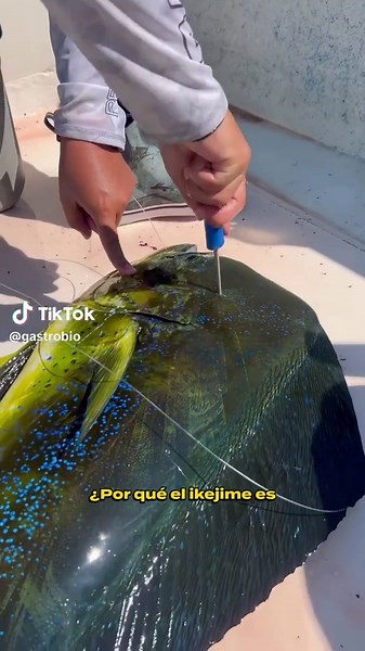 LA TÉCNICA DEL IKEJIME 🐟 El ikejime es una técnica japonesa que reduce el sufrimiento del pescado y provoca una pérdida prácticamente instantánea de la función cerebral. Consiste en introducir una púa directamente en el cerebro del pez, desangrarlo y, posteriormente, introducir un alambre por el canal medular para destruir la médula espinal. Este método mejora significativamente la calidad del pescado en comparación con los métodos tradicionales, como la asfixia, en los que el pez puede tardar 