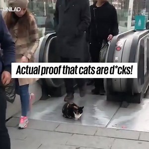 3.1M views · 10K reactions | Definitive proof that cats are d*cks  | UNILAD | Facebook