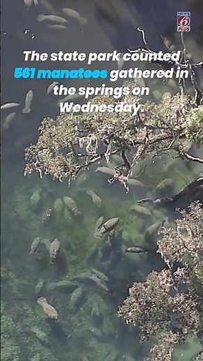 Cold weather brought hundreds of manatees to Blue Spring State Park