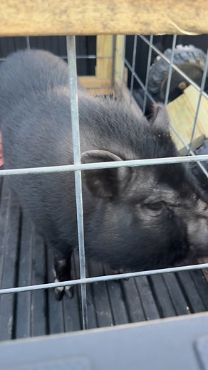 Had to get loaded up in the truck… from this experience, I’m estimating her weight at EASILY 2 sacks of feed (or 100lbs) 😂 | Life on Morrow Hill