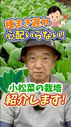 Grow Komatsuna Without Worrying About Planting Dates! Expert Tips for Home & Professional Gardens...
