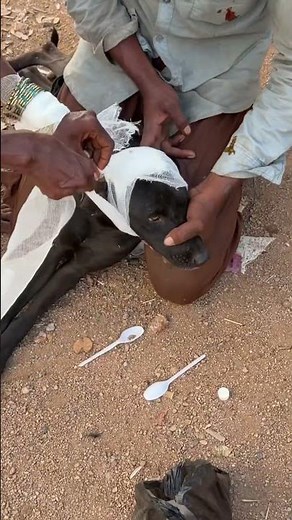 Treating an Injured Dog: Applying a Bandage to Save a Sweet Soul ❤️ #shortsyoutube