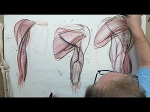 ANATOMY FOR ARTISTS: The Upper Arm-MUSCLES