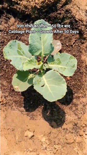 Cabbage Plant Growth After 50 Days | 50 Days Gardening Update