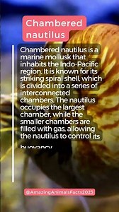 Chambered Nautilus