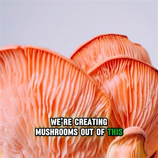 From Food Scraps to Mushrooms: How Cogent’s Afterlife Program Closes the Loop on Organics