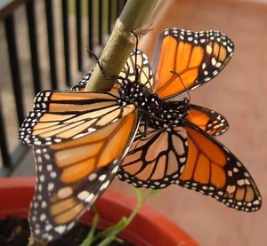 Gay Monarch Butterflies and Homosexuality in Nature