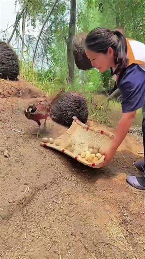 Wild Nes Fresh Pheasant Eggs Village Farm Life#chicken#villagelife#farming