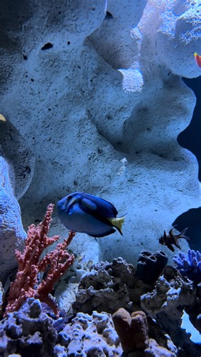 The Florida Aquarium on Instagram: "Meet the real-life inspiration behind Dory — the pacific blue tang!  They can live up to 30 years (even if they forget how old they are). "