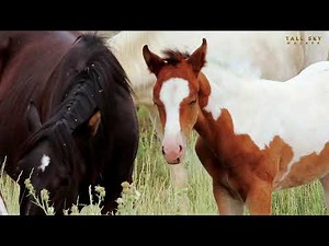 Wildlife Spotting: Wild Horses of Steen's Mountain, Oregon