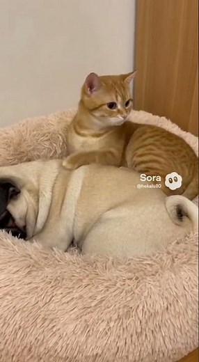 Cat Wakes Up to Pug's LOUD FART and Attacks! 💨🤣