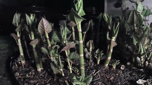 Understanding the properties of bamboo as a structural material | Britannica
