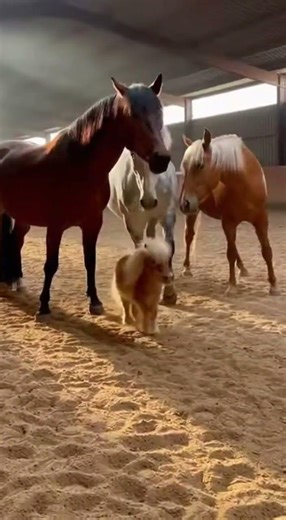 Miniature Horse Plays & Jumps Around 3 Big Horses 🐴😂 | Ultra-Realistic 4K Arena