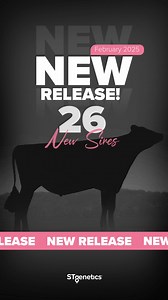 26 New Sires for STgenetics Mid-Release! Bringing a new offering of proven family bloodlines, unique sire stacks, impressive genetic packages and more! Of the 26 New Sires available… 👑 5 of them are Legend™ Sires 🧬 20 of them are available in Ultraplus High Purity™ 🍃 17 of them are over 1300 Eco$ & the list goes on and on! To view all of STgenetics latest sires, visit: https://stgen.com/sire-directory/dairy-proof.aspx?proof=usa&code=holstein&language=english-new&title=dairy-cattle All of STge