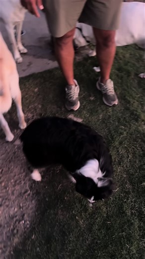 MASHA (@masha.tx)’s videos with Im a Big Dog - Moonlight MixRoom