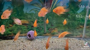 Red Blood Parrot Cichlid is a strikingly vibrant fish known for its bright red-orange color and distinctive rounded body shape. Developed through selective breeding, these cichlids have a unique look with a beak-like mouth and a charming personality to match. They thrive in well-maintained aquariums with plenty of hiding spots and moderate flow. While generally peaceful, they can show mild territorial behavior, so they’re best kept with other semi-aggressive or similarly sized tank mates. Red Bl