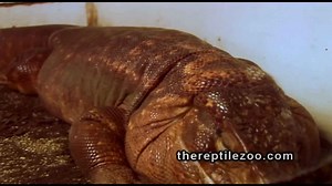 visit a reptile zoo with snakes, lizards, and turtles