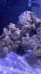 Mantis Shrimp Punches Crab’s Arm Off | Hai Hai