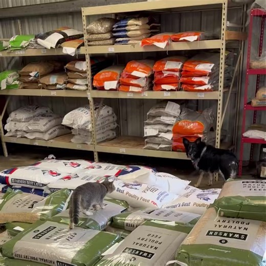 Pip-Squeak apparently still has beef with our dog after spending a week at home with him. She’s not interested in him visiting the store 🤦🏼‍♀️ | McClarren Ranch & Pet Supply