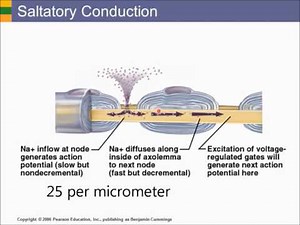 Saltatory Conduction