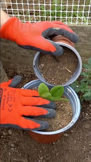 Planting lettuce in a pot on a trial basis! | #lettuce #garden #gardening