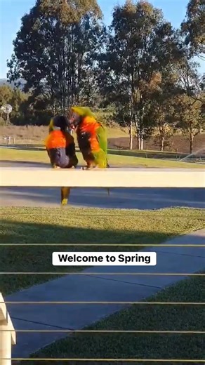 1.9M views · 28K reactions | Wild Animals Australia on Reels | Facebook