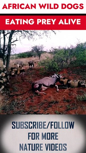 African Wild Dogs Eating Prey Alive #wildlife #wilddogs #animals #nature #FYP #animalshunting #wilddogattacks #foryou #AfricanWildDogs #foryoupage